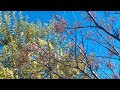 Árbol de Acacia blanca - AROMO - Consejos de Jardinería