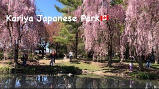 BEAUTIFUL Spring Blooms Cherry Blossom at KARIYA Japanese Park Mississauga. Let's Go!