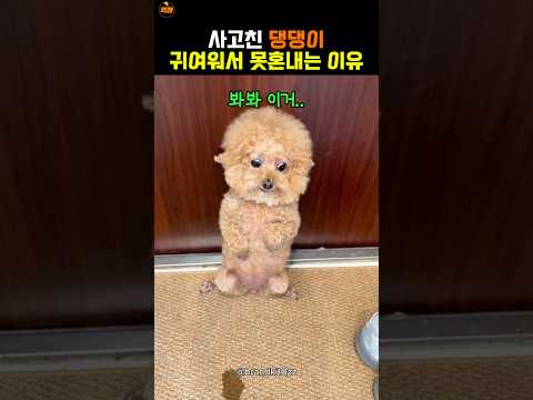 얼굴로 모든게 용서되는 댕댕이 thumbnail