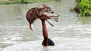 Heroic Boy Risks His Own Life To Save Drowning Deer