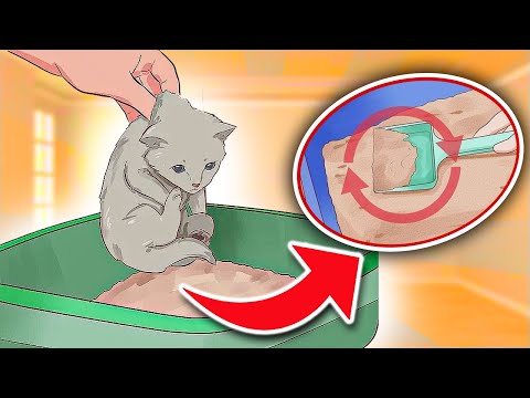 Video: 3 Ways to Train a Kitten to Poop in Its Place