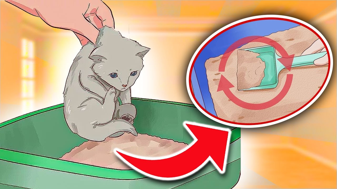 How to litter train your kitten