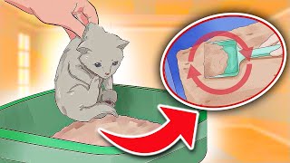 How To “LITTER TRAIN” Little Kittens In Simple 6 Steps [IT REALLY WORKS!!!]