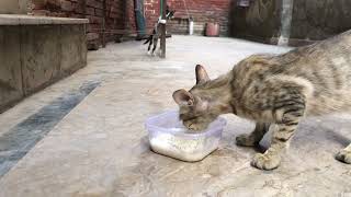 Rescued tiny kitten and Sweet milk feast with lovely cats