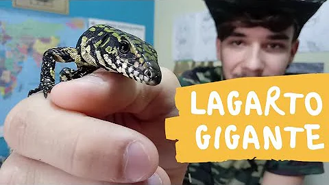 Como cuidar de um lagarto teiú filhote?