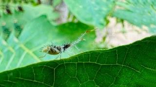 Anybody know who this is? #animals #nature #macro by Nature - Life Captured 171 views 2 weeks ago 2 minutes, 1 second