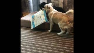 Sunny Got Mail!! by Smiley’s Angels 973 views 5 years ago 2 minutes, 12 seconds