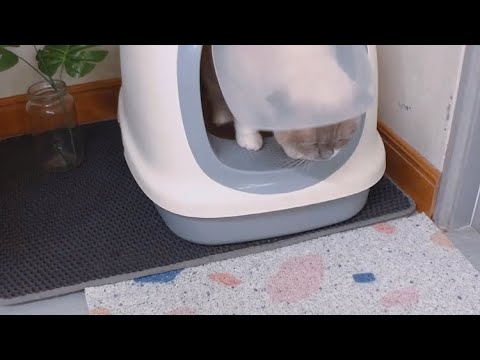 พรมดักทรายแมว | ชิเอลแมวมึน