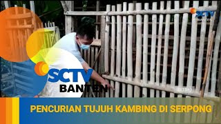 7 EKOR KAMBING DICURI, PELAKU HANYA SISAKAN ISI PERUT