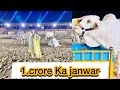 Qurbani ka janwar 1 crore ka itna mehnga jaanwar   qurbani lovers  rabia ali  daily vlog