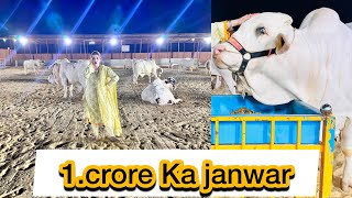 Itna Mehnga Jaanwar 🐄 || Qurbani Lovers || Rabia Ali || Daily Vlog