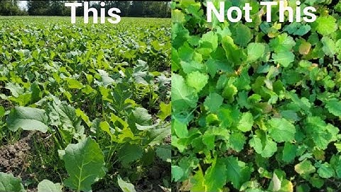 One of the Most Common Brassica Food Plot Mistakes (2021 Fall Plot)