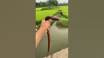 con lươn hay con lịch thế m.n #shortsvideo #sanbat