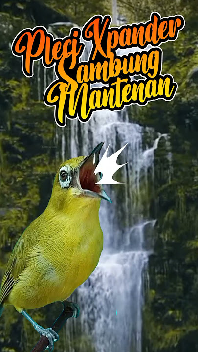 MASTERAN PLECI XPANDER SAMBUNG MANTENAN - UNTUK CETAK GACO KUALITAS #masteranpleci