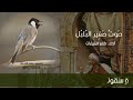 صوت صفير البلبلي صوت روعه جدا ادا ظفر النتيفات صوت صفير البلبلي صوت روعه جدا ادا ظفر النتيفات