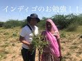 ヘナで白髪染め・インディゴの事（ヘナマイスター齋藤）