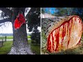15 Most Dangerous Trees You Should Never Touch