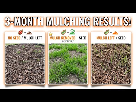 3-Month Update: Mulching + Grass Seed Experiment Results