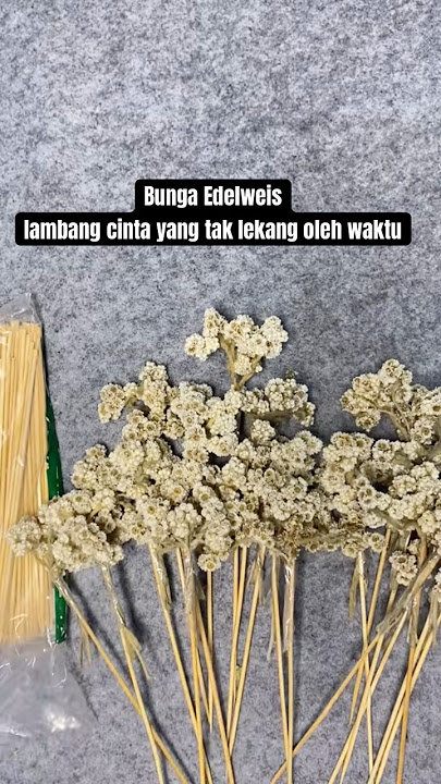 Sat set rangkai buket bunga Edelweis #buketbunga #edelweis #buketedelweis #florist #bungaedelweis