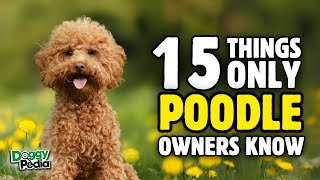 15 Things Only Poodle Dog Owners Understand Profile