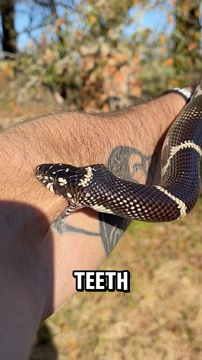 Snake Bites My Arm…
