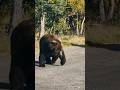 Whispers in the Wild: What Are the Katmai Bears Saying?