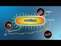 Structure and Replication of Bacterial Cells