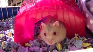 A day in the life of a hamster