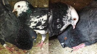 Male Pigeon Calling Female Pigeon || Pigeon Crying Cooing Sound || Black Pigeon