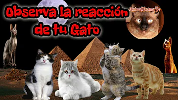 ¿Los gatos recuerdan a otros gatos?