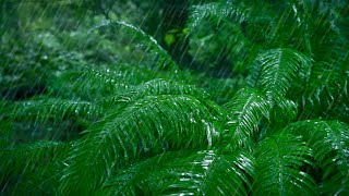 Rain Falling Sounds in Forest | Relaxing Rainstorm for Sleep, Studying or Stress Relief