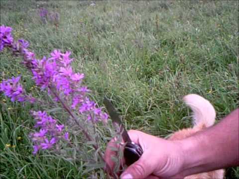 Vídeo: Salicaria (hierba): Propiedades útiles Y Uso De Salicaria, Crecimiento De Salicaria, Flores. Caballa Suelta