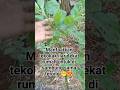 terong sambung takokak di jamin awet sampai taunan😱😍 #terong ungu#terongbulat