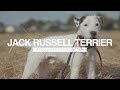 JACK RUSSELL TERRIER A DOG LOVER'S INTRODUCTION の動画、YouTube動画。
