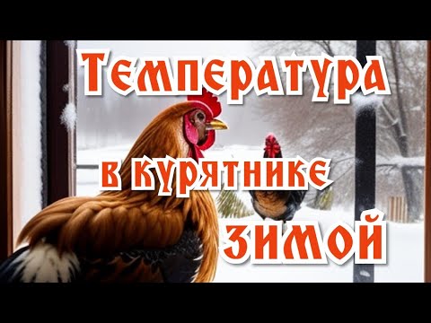 Оптимальная температура зимой в курятнике