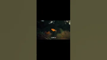 عبدالرحمن مسعد 