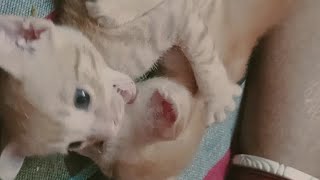 #kitten #kitten playing#cat #viral video 💕🐾🐈😺