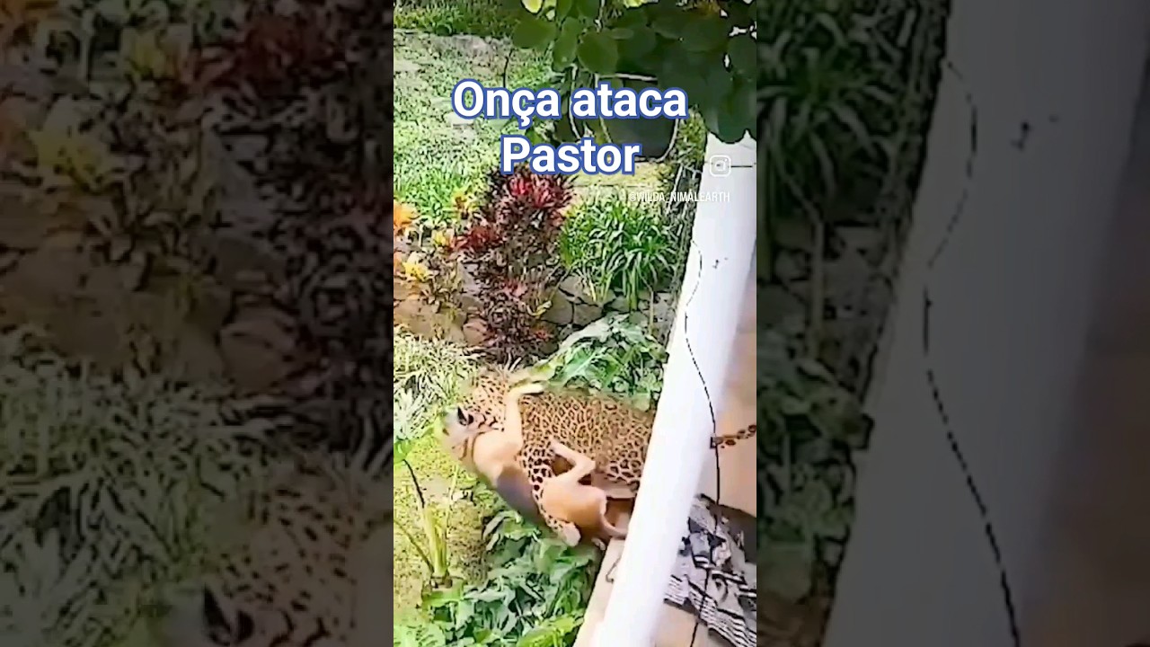 onça ataca Pastor Alemão #animals #nature #africa #amazonia #biology #once #shorts