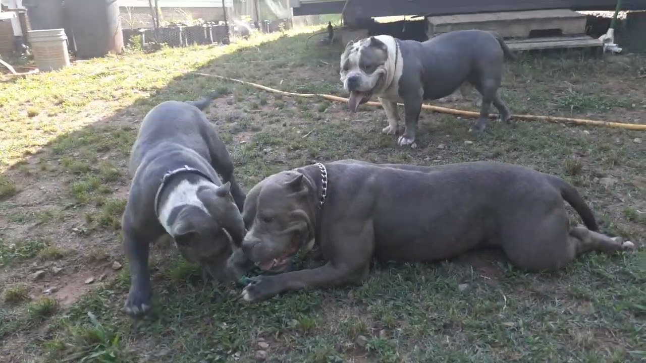 Happy memorial day 2022