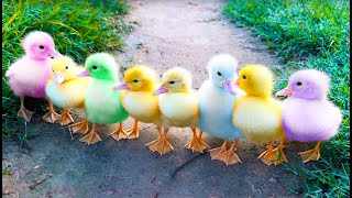Funny ducklings, ducks, kitten and dog by Funny Ducklings 16,832 views 13 days ago 11 minutes
