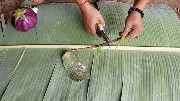 Unique Skill  Propagation Guava  Tree Growing Fast Use Eggplants Aloe Vera Fruit