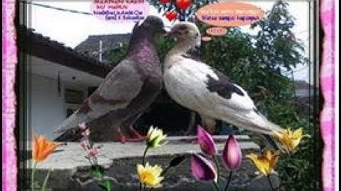 PUTIHNYA HATI - NELLA KHARISMA