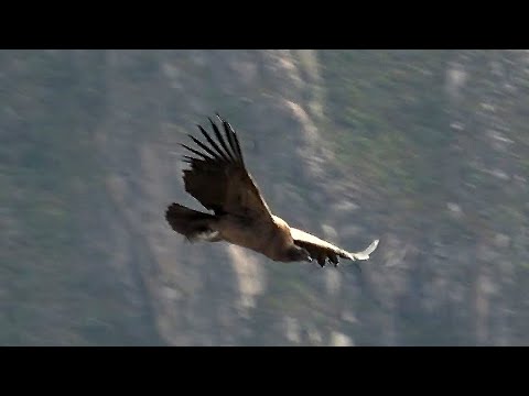 Peru Puno To Chivay Colca Canyon Onto Arequipa