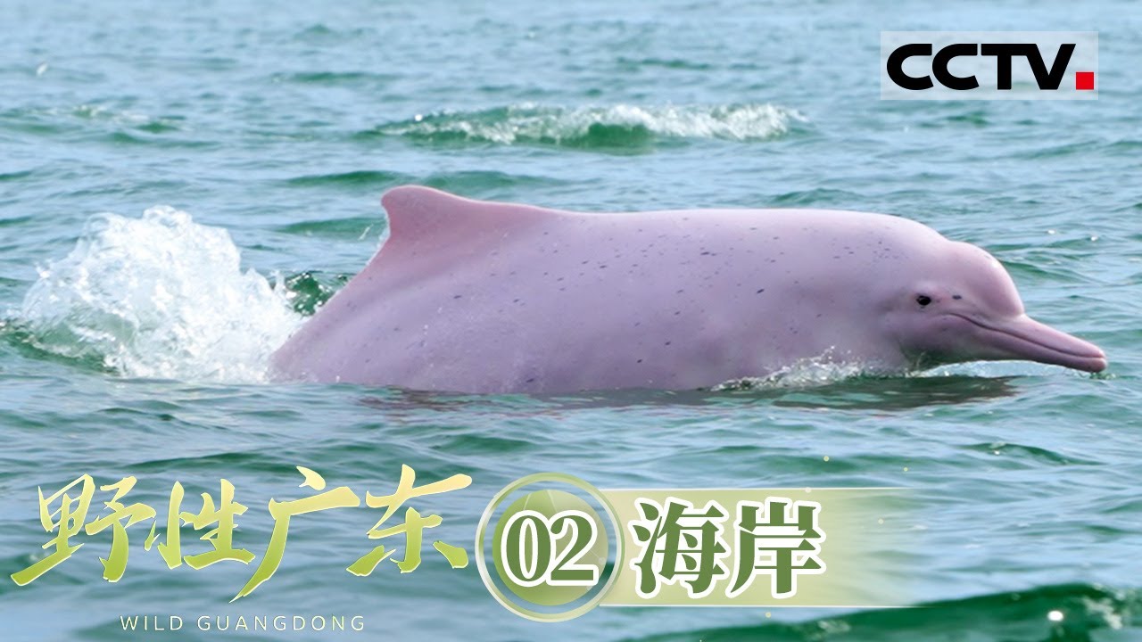 《野性广东》02 海岸：直击“大湾鸡”原型中华白海豚 停留海面40分钟托起新生命【CCTV纪录】