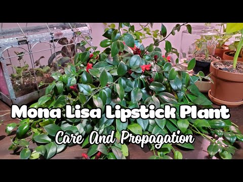 Video: Aeschynanthus Lipstick Vine Info: Pflege einer Lippenstiftpflanze
