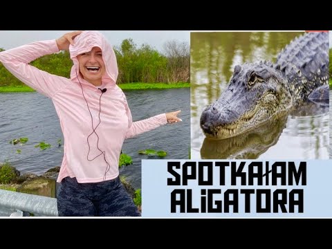 Wideo: Aligator Złapany Na Terenie Szkoły Na Florydzie