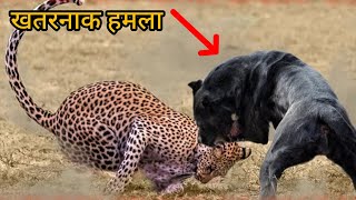 कुत्ते ने किया तेंदुए पर हमला | Dog attacks leopard