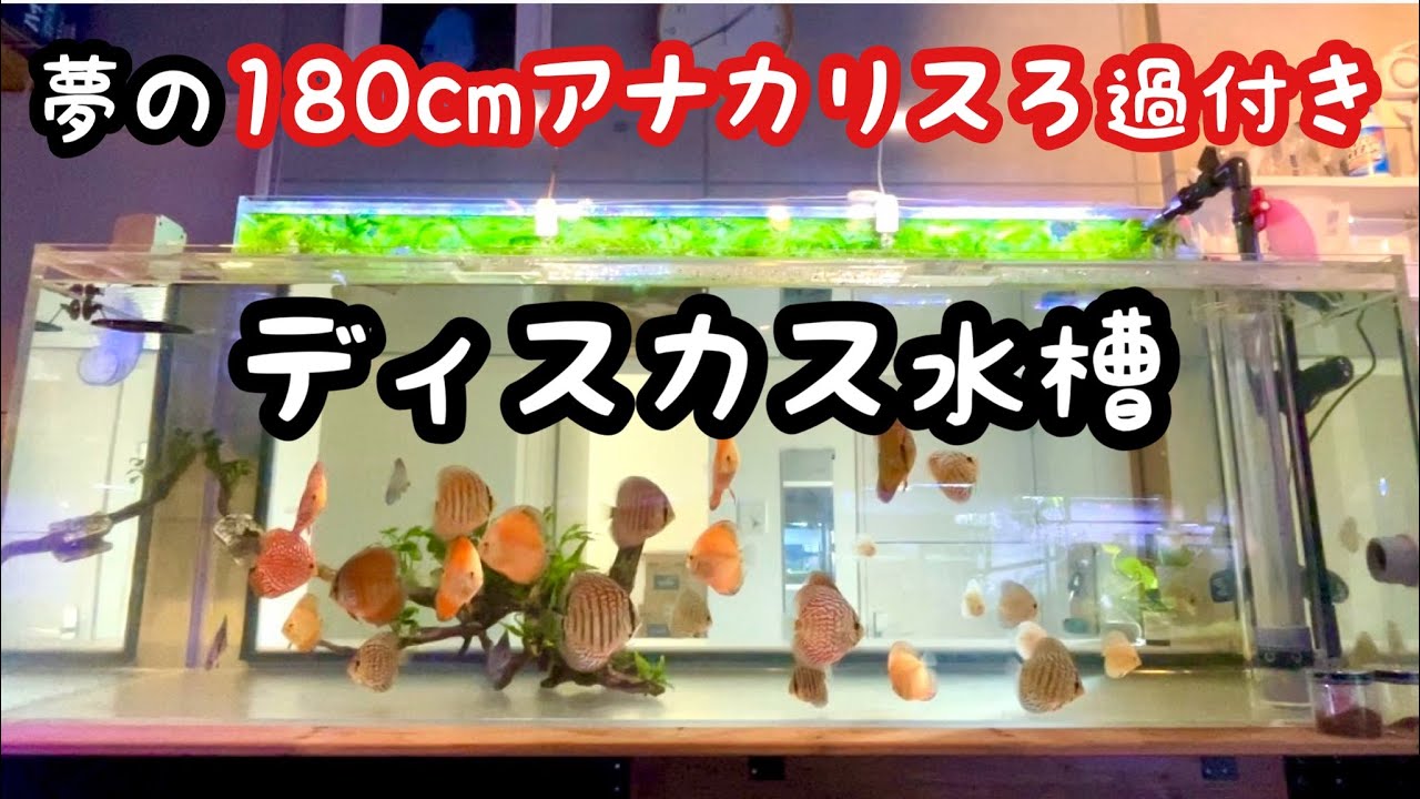 水槽 takechiyo1423 My Dream 180cm Discus Tank Is Finally Up and Running【Aquarium