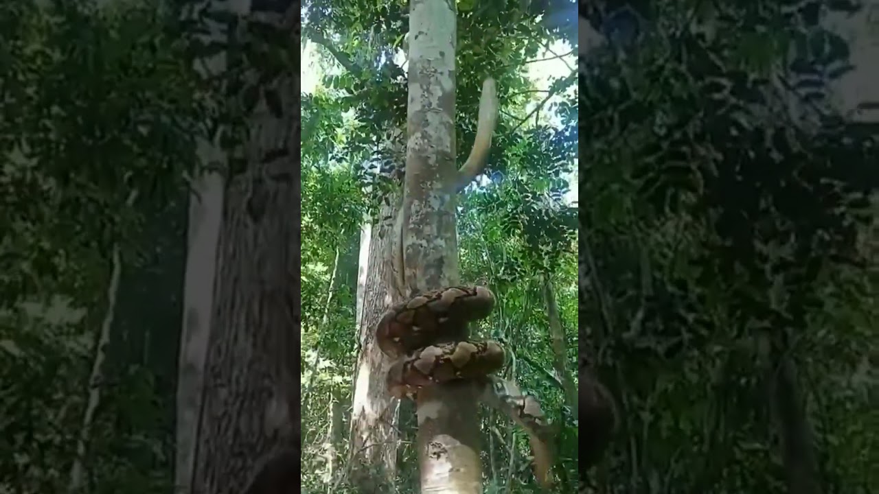 The creeping and terrifying movement of the python🐍