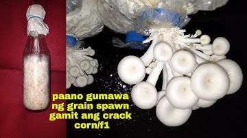 How to make mushroom grain spawn/f1 using crack corn